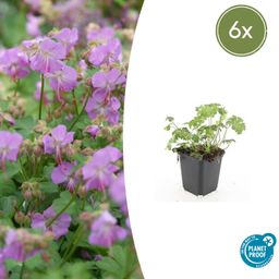 Garden basics 6x Geranium cant. 'Cambridge' - ↕10-25cm - Ø9cm (47772)