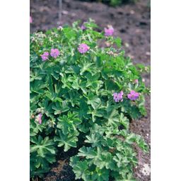 Garden basics 6x Geranium cant. 'Cambridge' - ↕10-25cm - Ø9cm (47772)