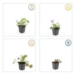 Garden basics 6x Geranium cant. 'Cambridge' - ↕10-25cm - Ø9cm (47772)