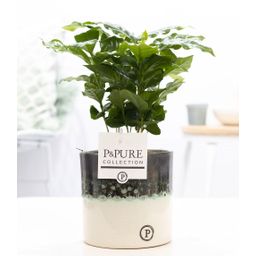 Coffea Arabica In P&PURE Illusion Cer. (53331)