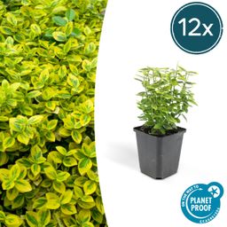 Garden basics 12x Euonymus fort. 'Emerald 'n Gold’ - ↕10-25cm - Ø9cm (46910)