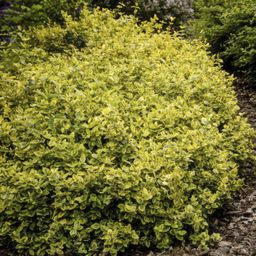 Garden basics 12x Euonymus fort. 'Emerald 'n Gold’ - ↕10-25cm - Ø9cm (46910)