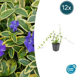 Garden basics 12x Vinca minor 'Blue and Gold' - ↕10-25cm - Ø9cm (48031)