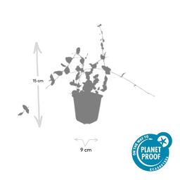 Garden basics 12x Vinca minor 'Blue and Gold' - ↕10-25cm - Ø9cm (48031)