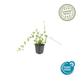 Garden basics 12x Vinca minor 'Blue and Gold' - ↕10-25cm - Ø9cm (48031)