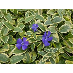 Garden basics 12x Vinca minor 'Blue and Gold' - ↕10-25cm - Ø9cm (48031)