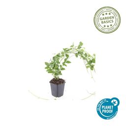 Garden basics 60x Vinca major 'Variegata' - ↕10-25cm - Ø9cm (48019)