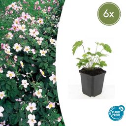 Garden basics 6x Anemone tom. 'Robustissima' - ↕10-25cm - Ø9cm (47584)
