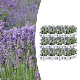 Premium basics 12 x 6 pack Lavendel angustifolia - Ø7 cm (48271)
