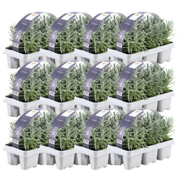 Premium basics 12 x 6 pack Lavendel angustifolia - Ø7 cm (48271)