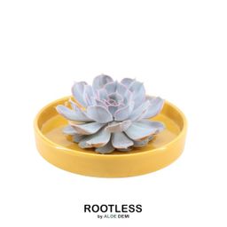 Rootless by aloe demi ROOTLESS Succulent Echeveria Lilacina in schaal 'geel' Ø20 cm (8721001420216)