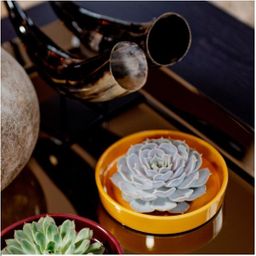 Rootless by aloe demi ROOTLESS Succulent Echeveria Lilacina in schaal 'geel' Ø20 cm (8721001420216)