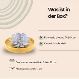 Rootless by aloe demi ROOTLESS Succulent Echeveria Lilacina in schaal 'geel' Ø20 cm (8721001420216)