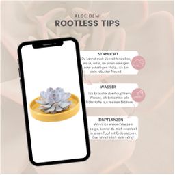 Rootless by aloe demi ROOTLESS Succulent Echeveria Lilacina in schaal 'geel' Ø20 cm (8721001420216)