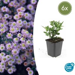 Garden basics 6x Aster ageratoides 'Stardust' - ↕10-25cm - Ø9cm (47610)
