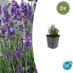 Garden basics 6x Lavandula ang. 'Dwarf Blue' - ↕10-25cm - Ø9cm (47871)