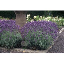 Garden basics 6x Lavandula ang. 'Dwarf Blue' - ↕10-25cm - Ø9cm (47871)