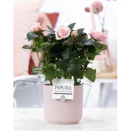 Rosa Light Pink In P&PURE Sophie Ceramics Pink (53391)