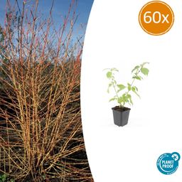 Garden basics 60x Cornus sang. 'Anny's Winter Orange' - ↕10-25cm - Ø9cm (47671)