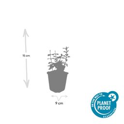 Garden basics 24x Euonymus fort. 'Harlequin' - ↕10-25cm - Ø9cm (50406)