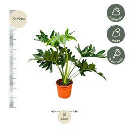 Philodendron Selloum - 60 cm - Ø22 (8721055697282)