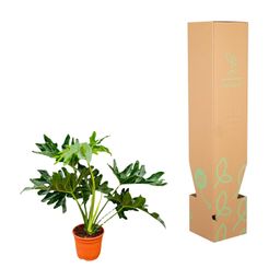 Philodendron Selloum - 60 cm - Ø22 (8721055697282)