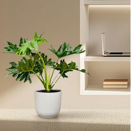 Philodendron Selloum - 60 cm - Ø22 (8721055697282)