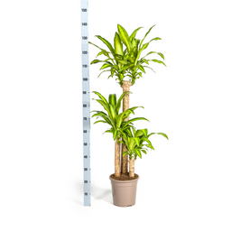 Dracaena Fragrans Massangeana met mand Ø24cm - ↕130 (48792)