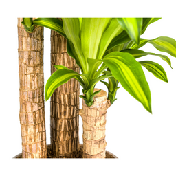 Dracaena Fragrans Massangeana met mand Ø24cm - ↕130 (48792)