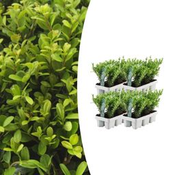 Premium basics 4 x 6 pack Ilex crenata 'Jenny' - Ø7 cm (48273)