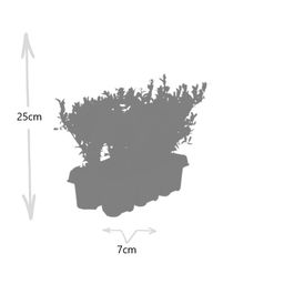 Premium basics 4 x 6 pack Ilex crenata 'Jenny' - Ø7 cm (48273)