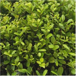 Premium basics 4 x 6 pack Ilex crenata 'Jenny' - Ø7 cm (48273)