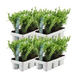 Premium basics 4 x 6 pack Ilex crenata 'Jenny' - Ø7 cm (48273)
