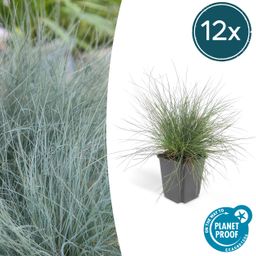 Garden basics 12x Festuca glauca 'Elijah Bleu' - ↕10-25cm - Ø9cm (47728)
