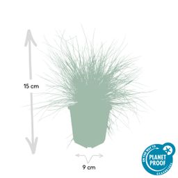 Garden basics 12x Festuca glauca 'Elijah Bleu' - ↕10-25cm - Ø9cm (47728)