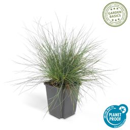 Garden basics 12x Festuca glauca 'Elijah Bleu' - ↕10-25cm - Ø9cm (47728)