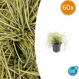 Garden basics 60x Carex oshim. 'Evergold' - ↕10-25cm - Ø9cm (47655)