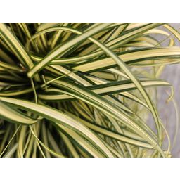 Garden basics 60x Carex oshim. 'Evergold' - ↕10-25cm - Ø9cm (47655)