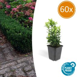 Garden basics 60x Euonymus jap. Green Spire - ↕10-25cm - Ø9cm (46918)