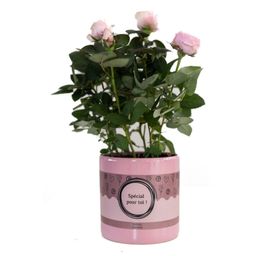 Rosa Light Pink In P&PURE "SPECIAL POUR TOI" Verpakking (53385)