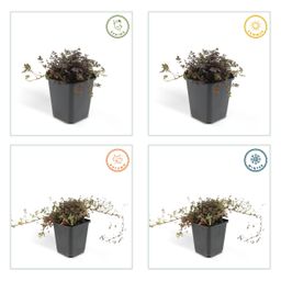 Garden basics 48x Acaena microphylla 'Kupferteppich' - ↕10-25cm - Ø9cm (50255)