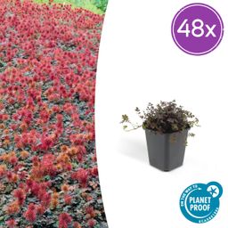 Garden basics 48x Acaena microphylla 'Kupferteppich' - ↕10-25cm - Ø9cm (50255)