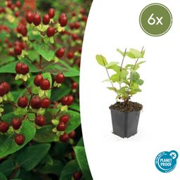 Garden basics 6x Hypericum inodorum 'Beauty' - ↕10-25cm - Ø9cm (47841)