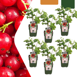 Premium basics 6 x Biologische Kruisbessenplanten - Ø 13 cm - ↨ 20 cm (48370)
