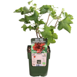 Premium basics 6 x Biologische Kruisbessenplanten - Ø 13 cm - ↨ 20 cm (48370)