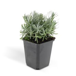 Garden basics 48x Lavandula 'Hidcote' - ↕10-25cm - Ø9cm (50331)