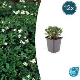 Garden basics 12x Potentilla tridentata 'Nuuk' - ↕10-25cm - Ø9cm (47971)
