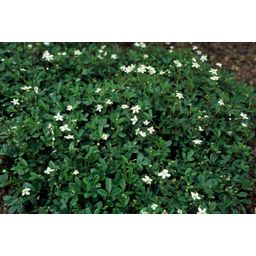 Garden basics 12x Potentilla tridentata 'Nuuk' - ↕10-25cm - Ø9cm (47971)