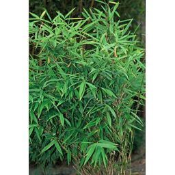 Premium basics 6x Fargesia Rufa Ø13 cm Bamboe (48278)