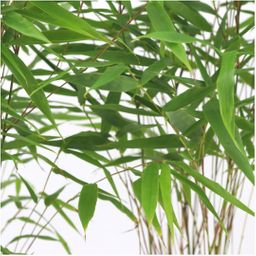 Premium basics 6x Fargesia Rufa Ø13 cm Bamboe (48278)